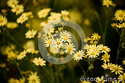 Hoary Ragwort Stock Photo