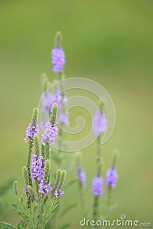 Hoary Vervain Wildflower - Verbena stricta Stock Photo