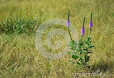 Hoary Vervain wildflower Stock Photo