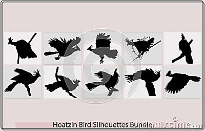 Hoatzin bird black silhouette vector,Cigana bird in profile view,Hoatzin bird Opisthocomus hoazin, Silhouetted Vector Illustration