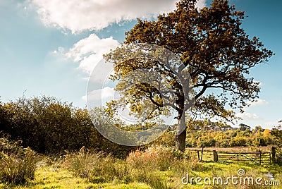 Idyllic country scene, background Stock Photo