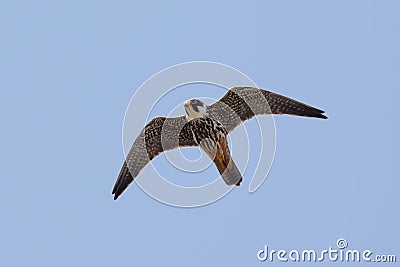 Hobby (Falco subbuteo) in flight Stock Photo