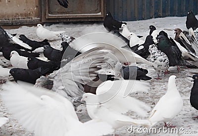 Hobby of lovers of pigeons. A flock of domestic pigeons on a winter day in the snow feed in the yard. In the foreground Stock Photo