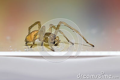 Hobo spider with water droplets Stock Photo