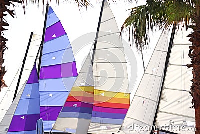 Hoby cat colorful sails palm tree leaf Stock Photo