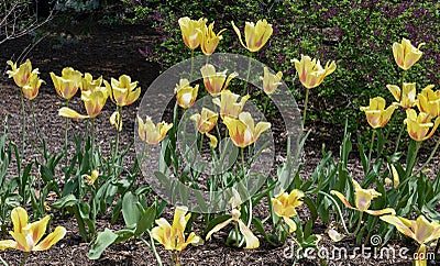 Hocus Pocus Tulips Stock Photo