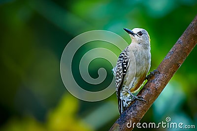 Hoffmann`s woodpecker Melanerpes hoffmannii. Female sitting on a branch. Woodpecker from Central America Stock Photo