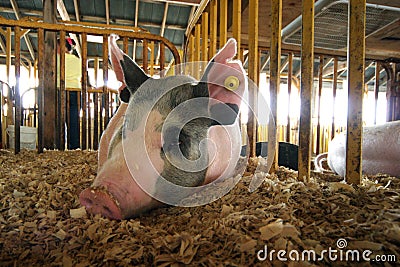 Hog Stock Photo