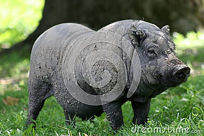 Hog Stock Photo