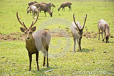 Hog Deer on green field Stock Photo