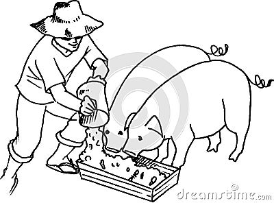 Hog Feeding Stock Photo