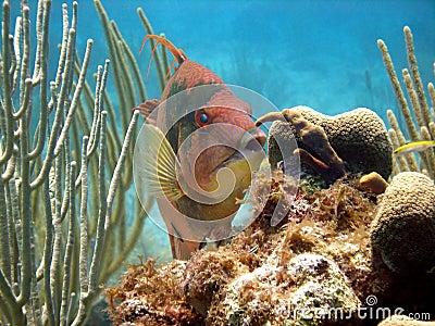 Hog fish Stock Photo