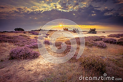 Hoge Veluwe Sand Heathland in retro colors Stock Photo