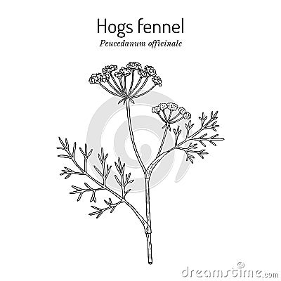 Hogs fennel, or sulphurweed Peucedanum officinale , medicinal plant Vector Illustration