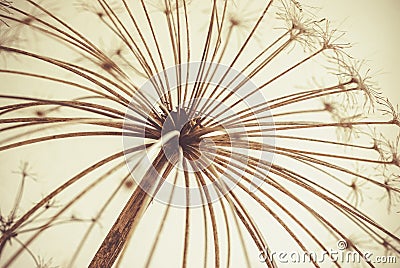 Hogweed Stock Photo