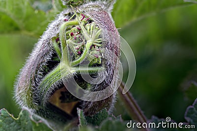 Hogweed Plant, Heracleum sphondylium Flower Bud Opening Stock Photo