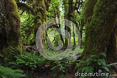 Hoh Rain Forest Stock Photo