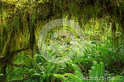 Hoh Rainforest of Olympic National Park, Washington, USA Stock Photo