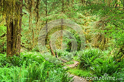 Hoh Rainforest of Olympic National Park, Washington, USA Stock Photo