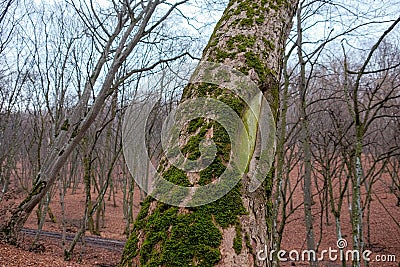 Hoia Baciu Forest. The World Most Haunted Forest Stock Photo