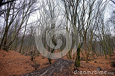 Hoia Baciu Forest. The World Most Haunted Forest Stock Photo