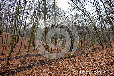 Hoia Baciu Forest. The World Most Haunted Forest Stock Photo