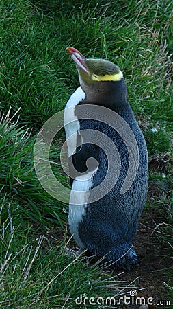 Hoiho Yellow-eyed Penguin Stock Photo