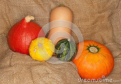 Hokkaido, butternut and warty pumpkins Stock Photo