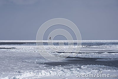 Haliaeetus albicilla flying over Drift ice in the offing of the Abashiri port, Hokkaido, Japan Stock Photo