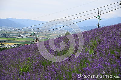 Hokkaido, Japan - 27 JULY 2017 : Unidentified woman transcending down with chairlift surpassing lavender field in Choei park. Editorial Stock Photo
