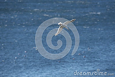 Defecation of a flying gull in Rausu, Hokkaido, Japan Stock Photo