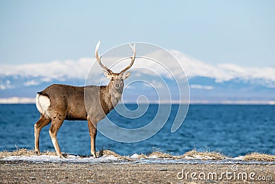 Hokkaido sika deer, Cervus nippon yesoensis Stock Photo