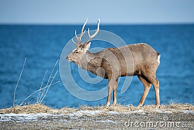 Hokkaido sika deer, Cervus nippon yesoensis Stock Photo