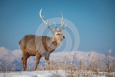 Hokkaido sika deer, Cervus nippon yesoensis Stock Photo