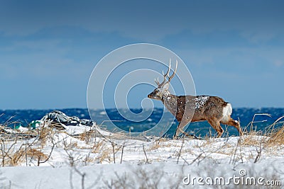 Hokkaido sika deer, Cervus nippon yesoensis, in snow meadow, blue sea with waves in background. Animal with antler in nature habit Stock Photo