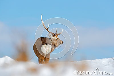 Hokkaido sika deer, Cervus nippon yesoensis, in snow meadow, winter mountains and forest in the background. Animal with antler in Stock Photo