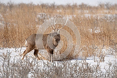 Hokkaido sika deer, Cervus nippon yesoensis Stock Photo