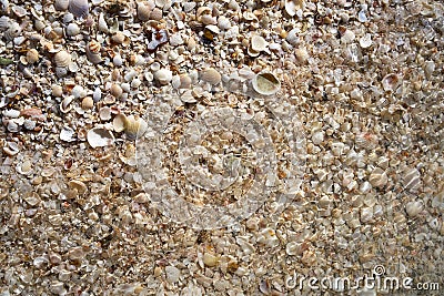 Holbox beach shells sand Mexico Stock Photo