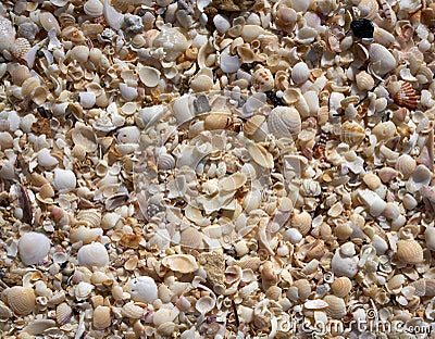 Holbox beach shells sand Mexico Stock Photo
