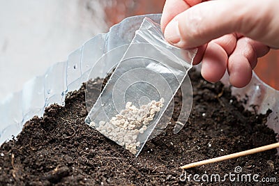 Hold package with seeds for planting seedlings. farmer plant vegetables plants Stock Photo