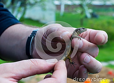 They hold a small lizard in their hands. Stock Photo