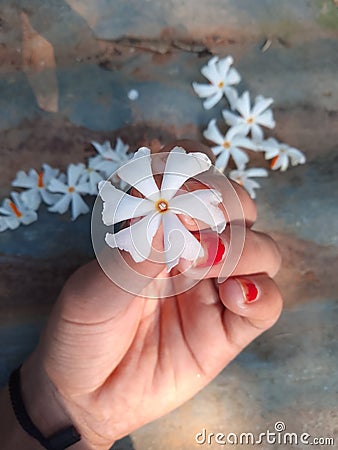 Holding beautiful white flower in hand , Jasmine Stock Photo