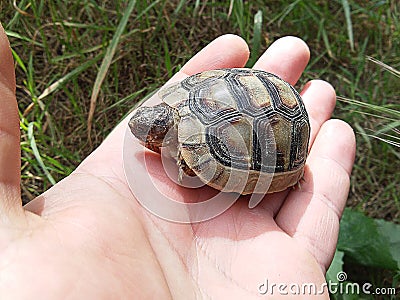 Holding a brave baby Mediterranean Greek tortoise Stock Photo