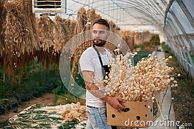 Holding dried flax. Young gardener is in the greenhouse Stock Photo