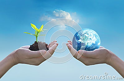 Holding earth and green tree in hands, world environment day concept, saving growing young tree Stock Photo
