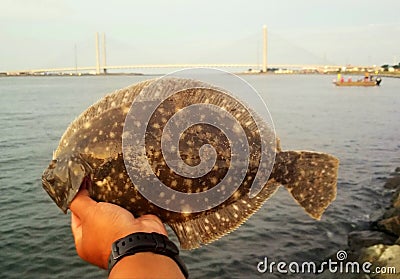 Holding a flounder before its being released Stock Photo