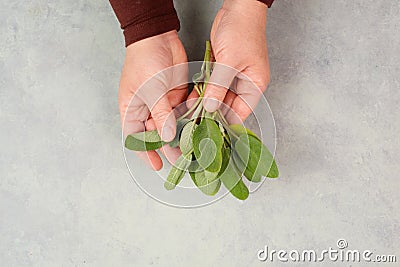 Holding fresh organic sage herb in the hand, prepare healthy tea or food with spice, harvest and agriculture Stock Photo
