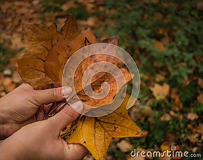 Holding leafs in wood Stock Photo