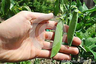 Holding pods of a pea plant Stock Photo