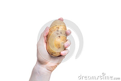 Holding a potato in the hand on white background Stock Photo